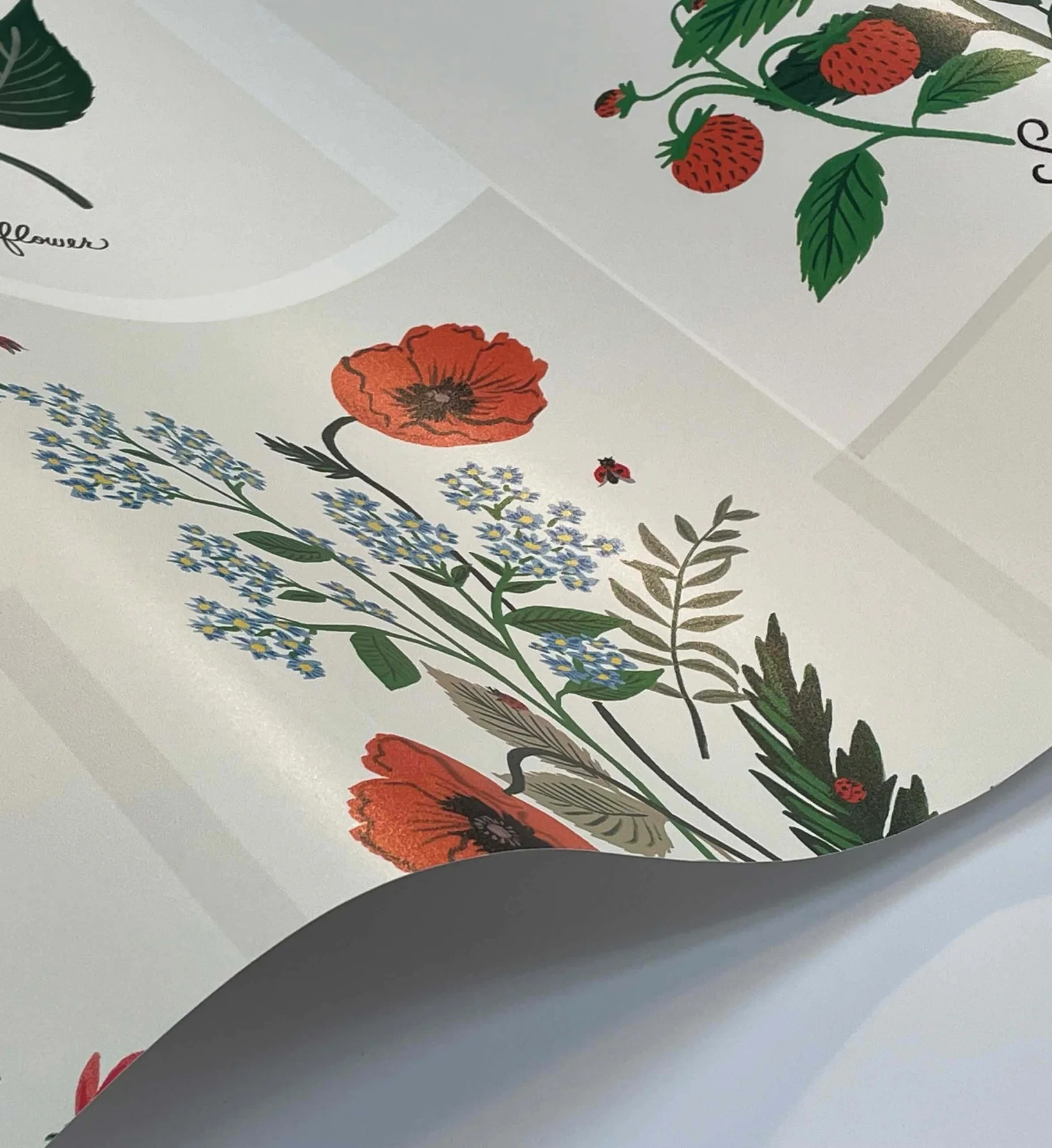 Botanical Prints Wallpaper - White - Image 3